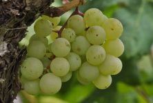 What is Riesling all About?